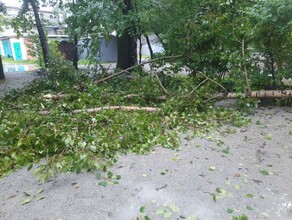  В Благовещенске ветром поломало деревья