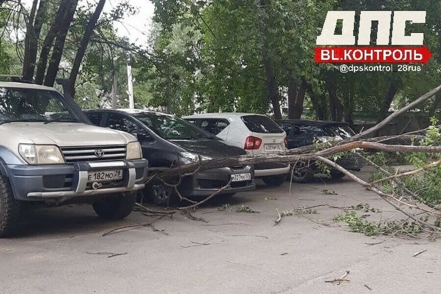 Во дворе Благовещенска на машины упало дерево 