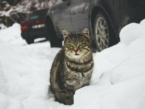 Снежно и облачно прогноз погоды в Амурской области на 8 ноября