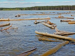 Минприроды России разрешило не отчитываться за деревья выловленные из воды