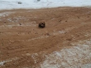 В Иркутской области дорогу посыпали песком с человеческими останками