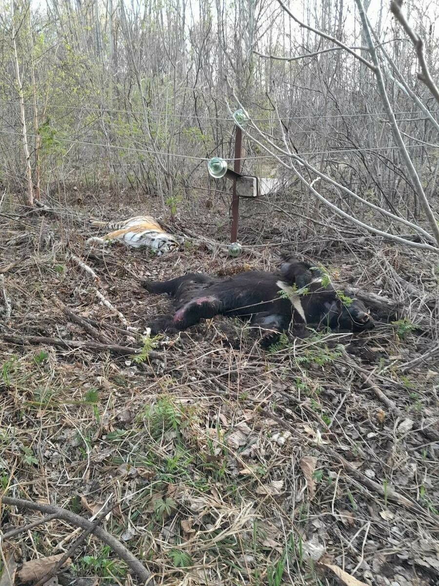 На Дальнем Востоке тигра и медведя убило током в лесу ▸ Amur.Life