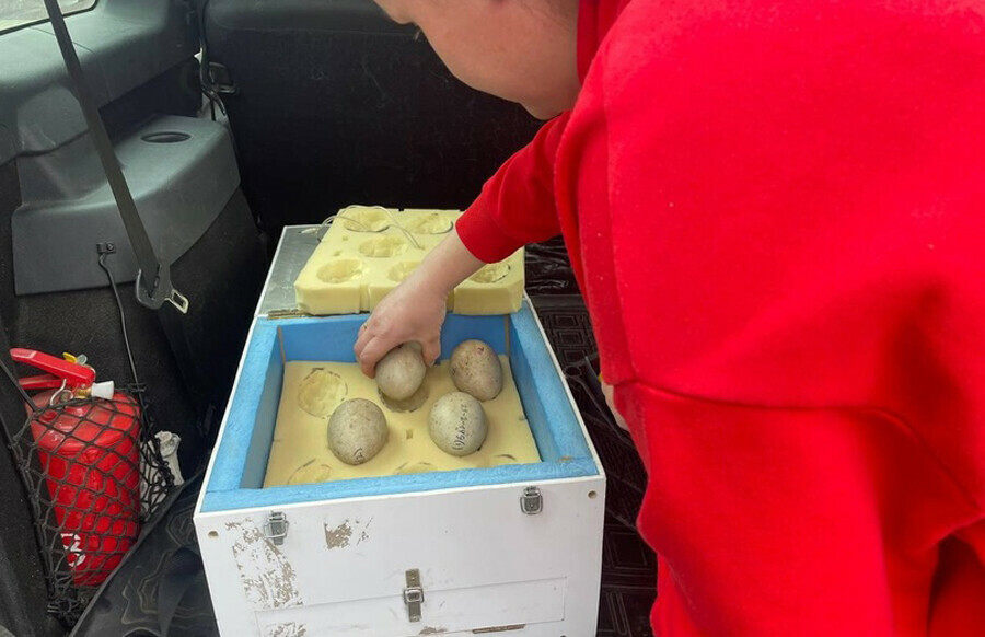В Приамурье привезут яйца редких птиц из зоопарка Удмуртии