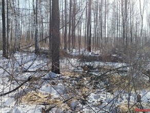 В Приамурье возбуждено уголовное дело в отношении госинспектора Зейского лесничества Мужчину подозревают в преступлении