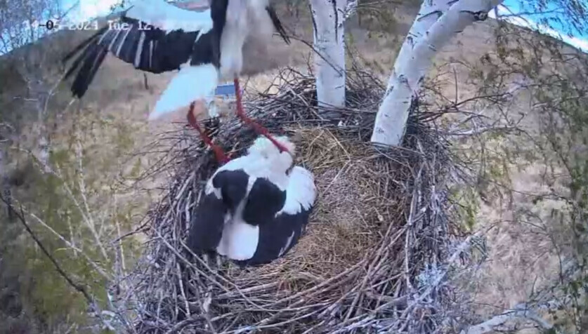 С аистиным папой в Березовском заказнике случился новый курьез видео