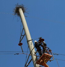 Птицезащитные устройства снижают количество аварий на ЛЭП