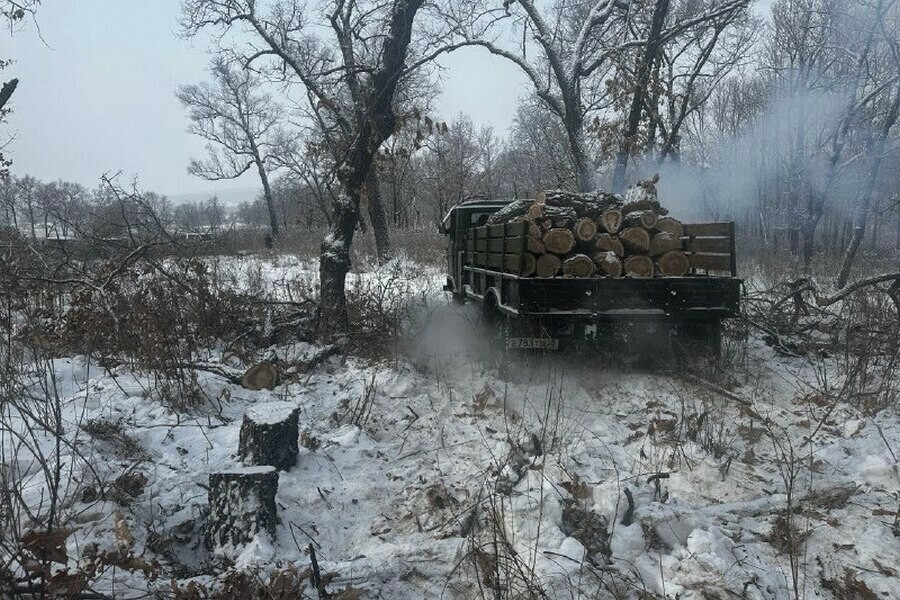 Двое мужчин в Приамурье спилили несколько деревьев и заплатили почти 15 миллиона рублей 