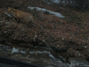 В лесах Амурской области живут на редкость не жадные лисы 