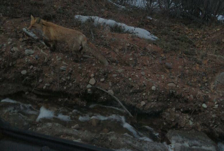 В лесах Амурской области живут на редкость не жадные лисы 