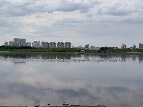 Над Амуром в Благовещенске заметили необычное поведение птиц видео