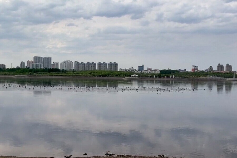 Над Амуром в Благовещенске заметили необычное поведение птиц видео