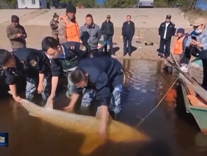 Китайские рыбаки выловили в Амуре двух калуг по центнеру весом видео