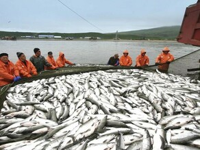 Вылов лосося на Дальнем Востоке в частности на Амуре ограничили