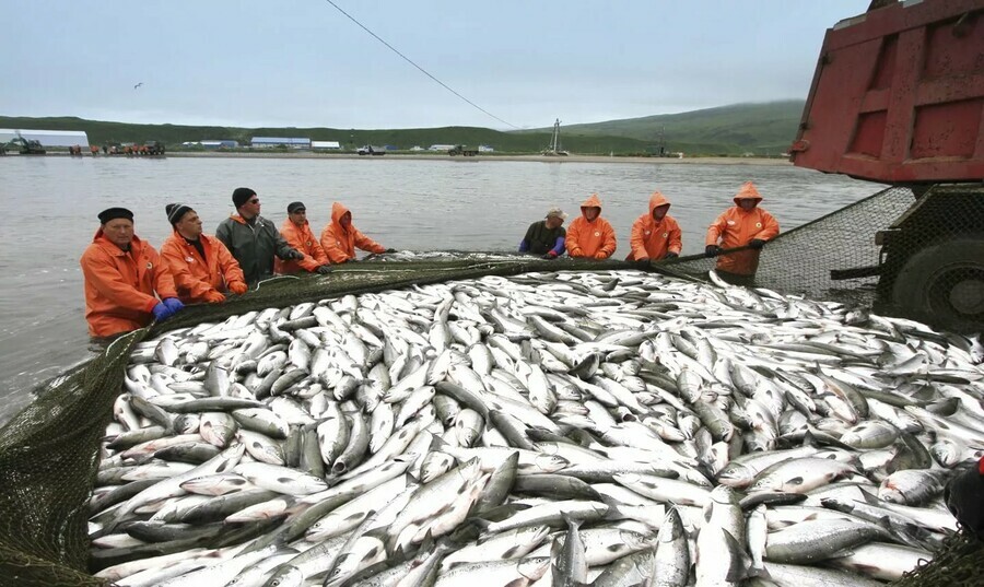 Вылов лосося на Дальнем Востоке в частности на Амуре ограничили