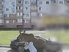 Пробегавший по городу лось напал на пенсионерку с собакой видео