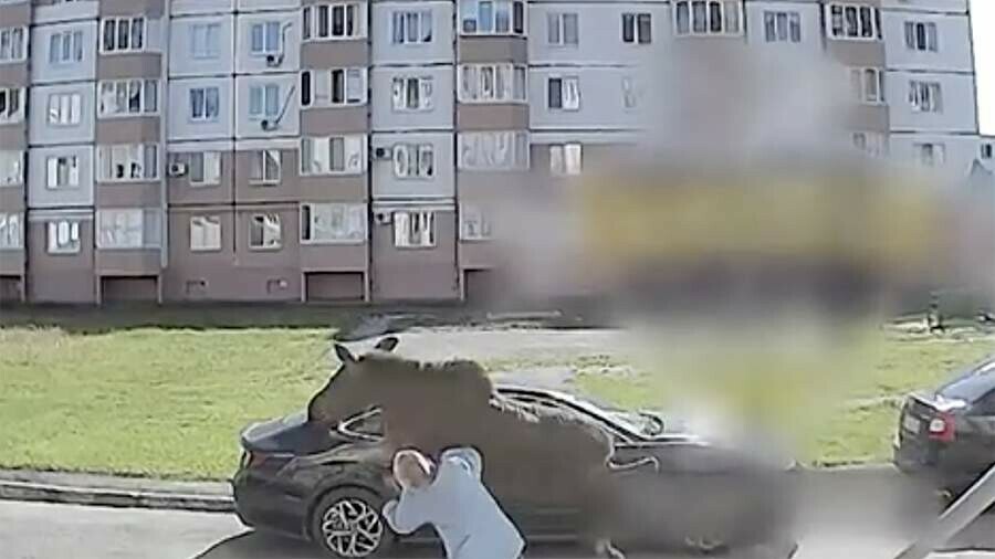 Пробегавший по городу лось напал на пенсионерку с собакой видео