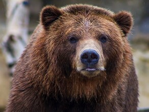 В Амурской области бизнесмен пожаловался что медведь ворует у него свиней