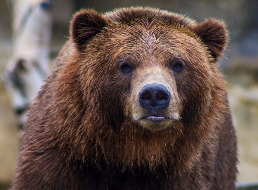 В Амурской области бизнесмен пожаловался что медведь ворует у него свиней