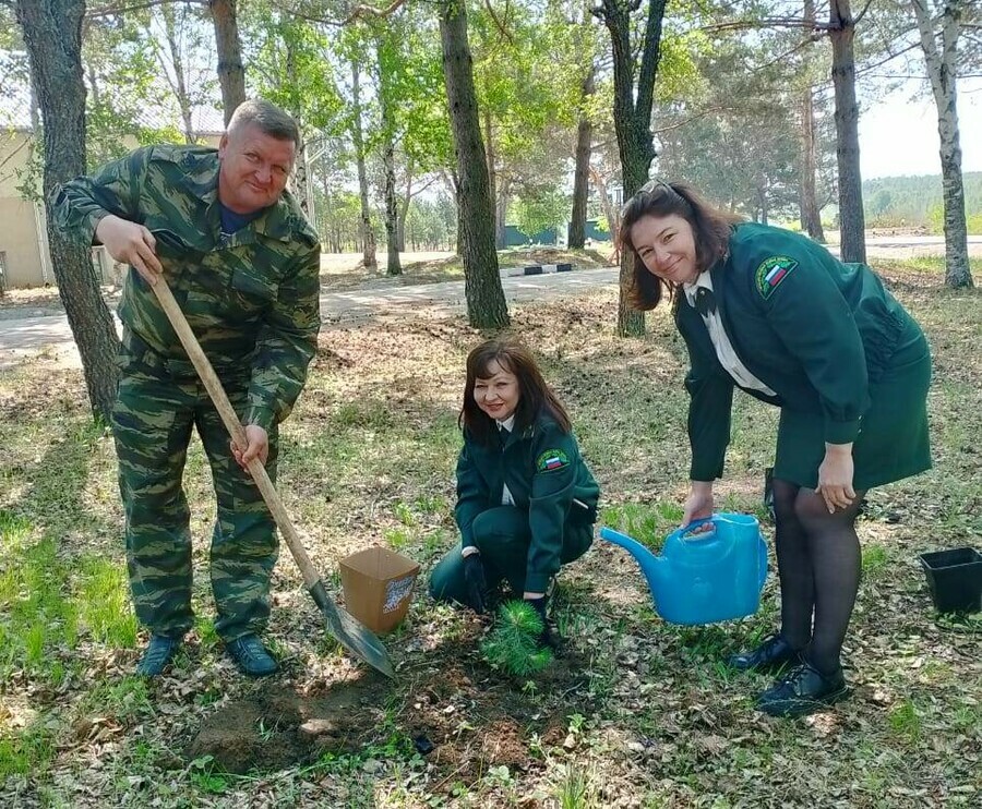 Неподалеку от Благовещенска высадили саженец крымской сосны