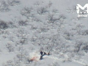 Amur Mash уголовное дело возбудили после випохоты на медведей в охраняемом заказнике