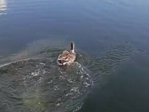 На озере Капустиха в Муравьевском парке Приамурья разминает крылья гусьгуменник фото видео
