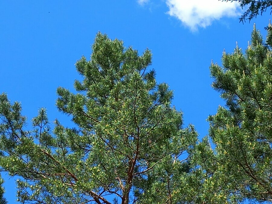 Прогноз погоды в Амурской области на 11 июня