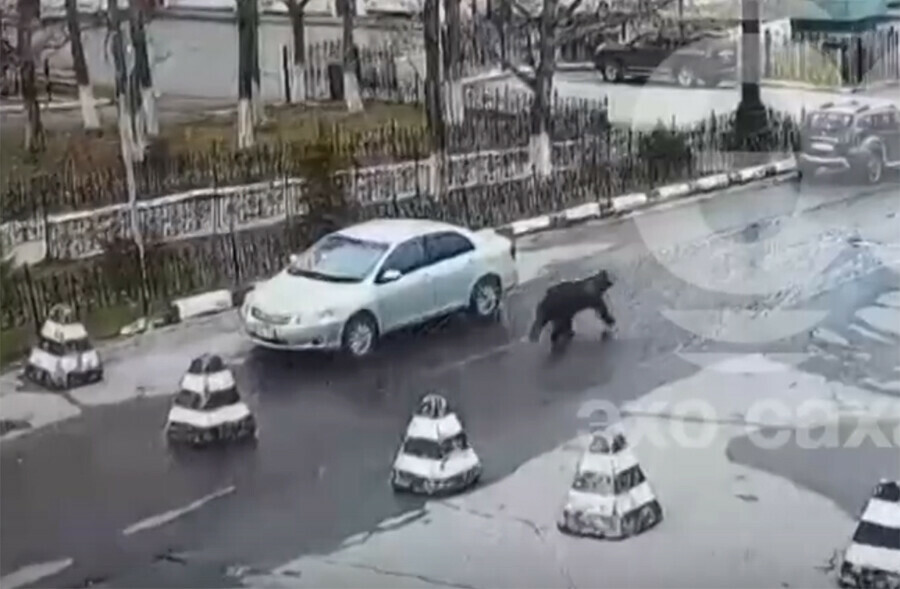 Застрелен трехлетний медведь бегавший по районному центру видео