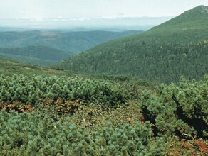 На месте крушения вертолета нашли тела четырех человек