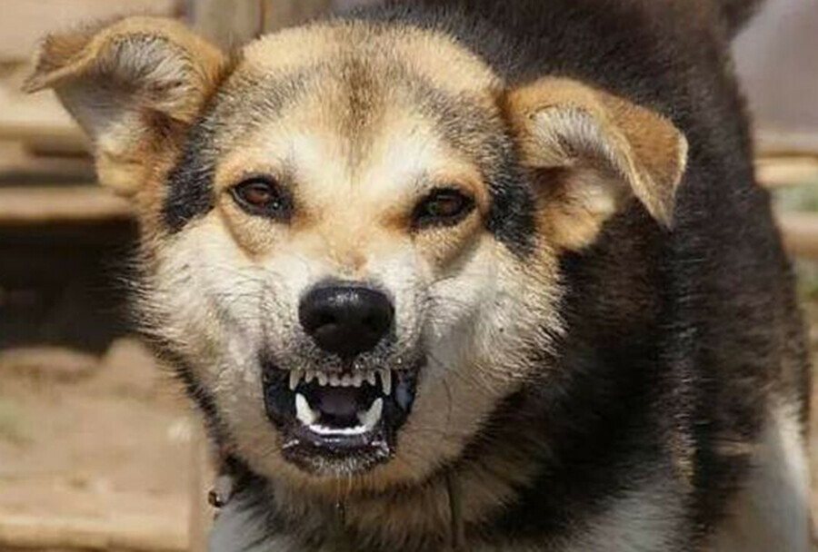 Ребенка в Амурской области искусала домашняя собака гулявшая без хозяина