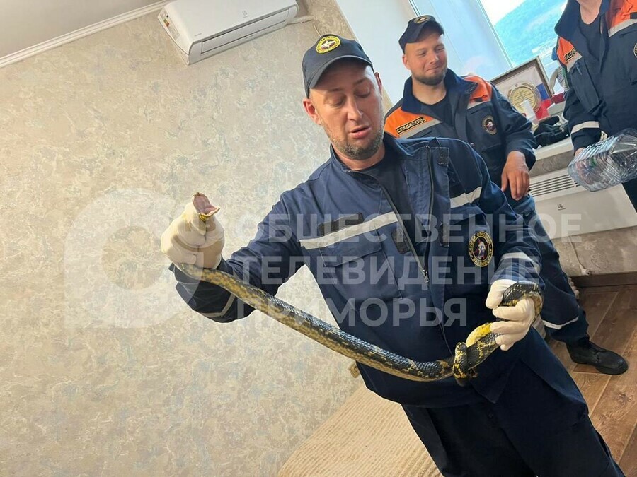 Третий этаж Во Владивостоке змеи все чаще стали заползать в городские квартиры