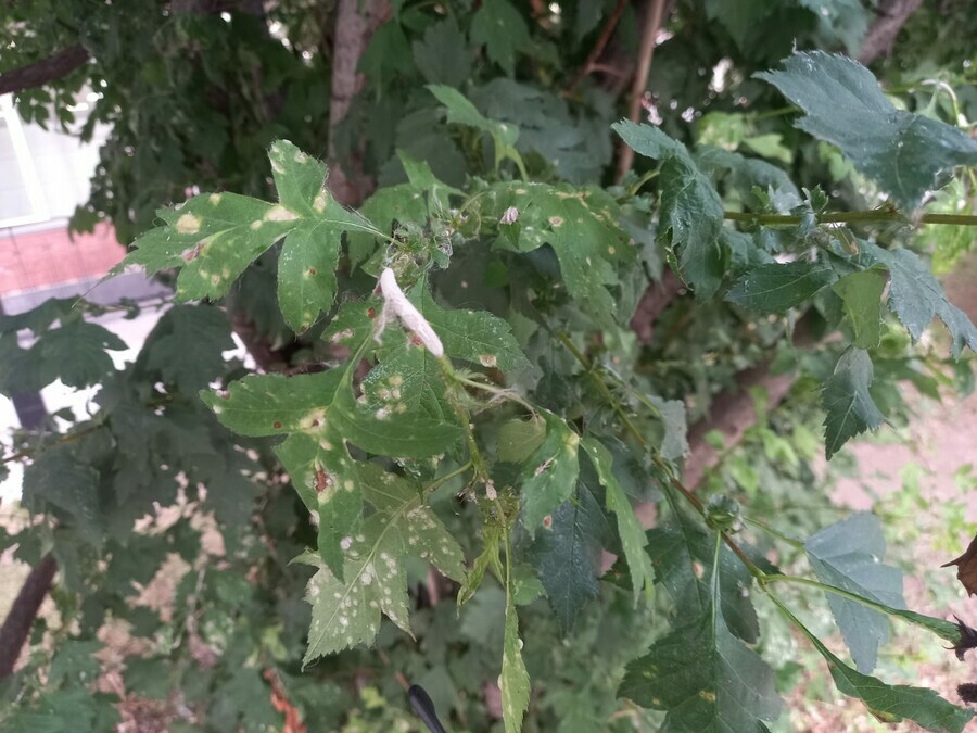 Изза сильной жары в Благовещенске на деревья нападает грибпаразит