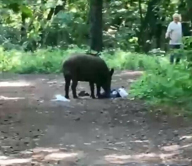 Кабан утащил у женщины пакет с сосисками и лишил купальника видео