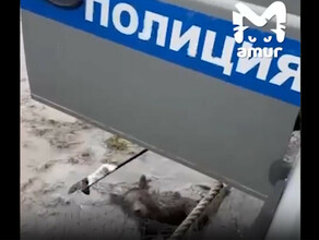 Истошно кричавшего медвежонка попавшего в сети спасли полицейские видео