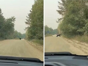 В Амурской области вблизи мест купания заметили медведя видео