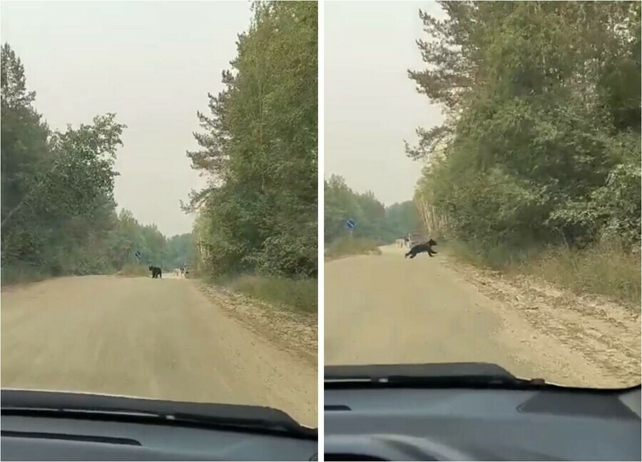 В Амурской области вблизи мест купания заметили медведя видео