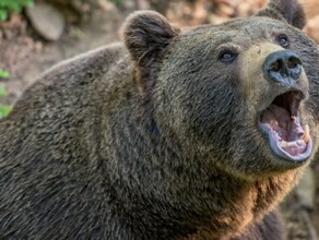 Медведь задрал женщину в СанктПетербурге