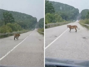 Шипит На дороге в Приморье тигр не пропускал автомобиль