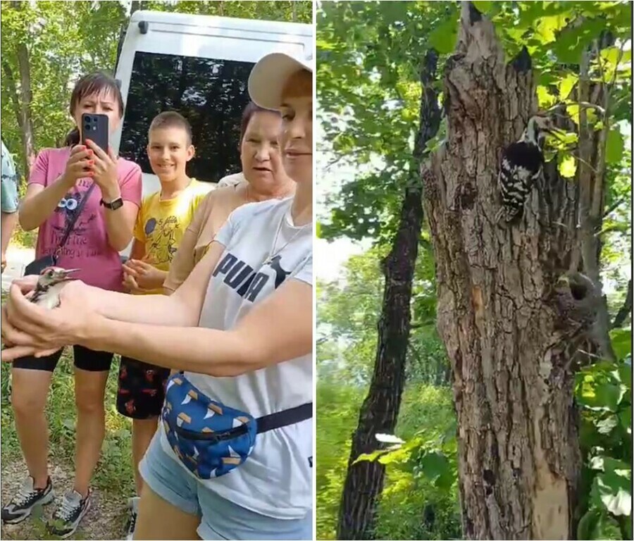 Птенца большого дятла выкормили и выпустили в Благовещенске видео