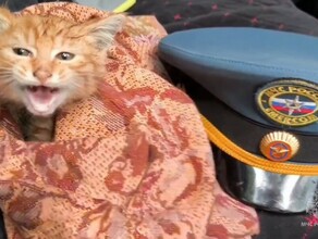 Из горящего дома выбежал котенок которого спасатель забрал домой подробности пожара в центре Благовещенска озвучили в МЧС видео