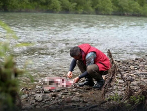 Участники шоу Последний герой убили и съели выдру на Алтае Разразился скандал