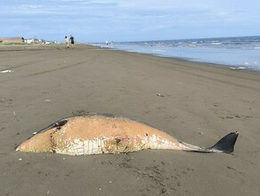 Тушу неизвестного морского животнго нашли на городском побережье на Сахалине