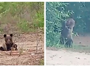 На турбазу в Амурской области пришли медведи полакомиться черемухой видео