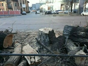 Тополиные аллеи  наследие советских времен в правительстве Приамурья объяснили какие деревья спилят в городах области