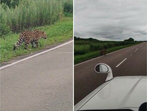 Леопард вышел на трассу на Дальнем Востоке