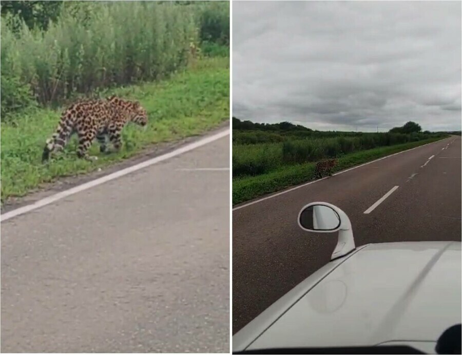 Леопард вышел на трассу на Дальнем Востоке