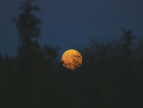 В Амурской области десятки человек всю ночь искали пропавшего 8летнего мальчика