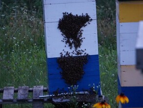 Связали избивали и требовали код дело о жестоком убийстве пасечника в Приамурье уходит в суд Новые подробности расправы