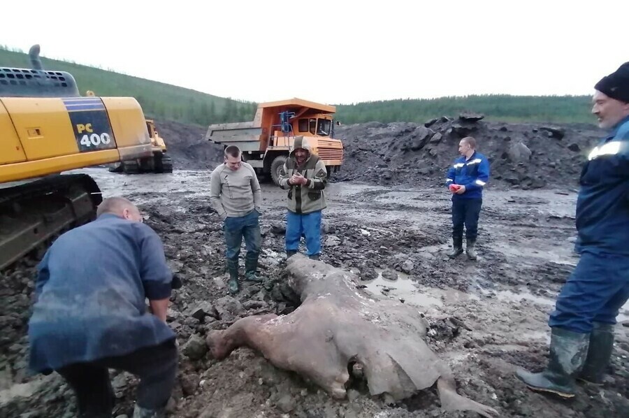 В Якутии обнаружили останки доисторического животного