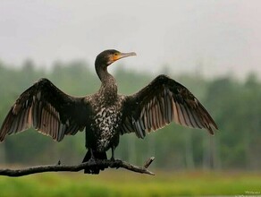 В Амурской области к владельцам дальневосточного гектара мигрировала стая пеликанообразных 