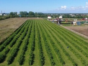 Малиновое поле для малиноедов стало бизнесом для молодых супругов